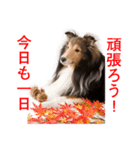 Happy-dog-year イケメン犬スタンプ（個別スタンプ：9）