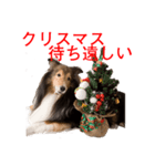 Happy-dog-year イケメン犬スタンプ（個別スタンプ：20）