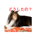 Happy-dog-year イケメン犬スタンプ（個別スタンプ：24）