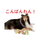 Happy-dog-year イケメン犬スタンプ（個別スタンプ：26）