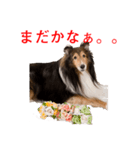 Happy-dog-year イケメン犬スタンプ（個別スタンプ：27）