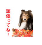 Happy-dog-year イケメン犬スタンプ（個別スタンプ：36）