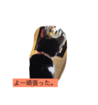 猫じゃらしクラブ（個別スタンプ：8）