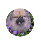 Keeshond（個別スタンプ：2）