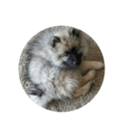 Keeshond（個別スタンプ：3）