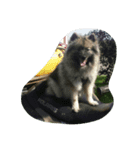 Keeshond（個別スタンプ：4）