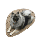 Keeshond（個別スタンプ：5）