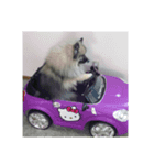 Keeshond（個別スタンプ：6）