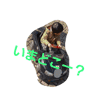 Takabo's Sticker1（個別スタンプ：11）