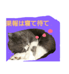 おうち猫のおしゃべり（個別スタンプ：13）