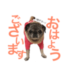 MARU！PUG！MARU！（個別スタンプ：1）