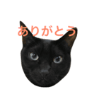 うちの猫のスタンプ。黒猫むむ（個別スタンプ：7）