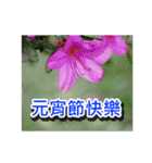 Flower images _8（個別スタンプ：5）