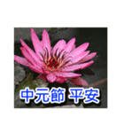 Flower images _8（個別スタンプ：14）