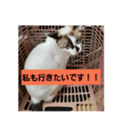 猫のもこちゃん（個別スタンプ：8）