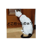 猫のもこちゃん（個別スタンプ：10）