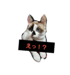 猫のもこちゃん（個別スタンプ：15）