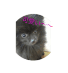 黒ポメ  MARU（個別スタンプ：2）