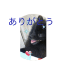 黒ポメ  MARU（個別スタンプ：3）