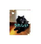 黒ポメ  MARU（個別スタンプ：4）