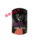 黒ポメ  MARU（個別スタンプ：5）
