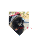 黒ポメ  MARU（個別スタンプ：8）