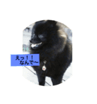 黒ポメ  MARU（個別スタンプ：11）