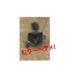 黒ポメ  MARU（個別スタンプ：12）