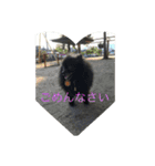 黒ポメ  MARU（個別スタンプ：13）