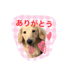 愛犬シンバ（個別スタンプ：1）