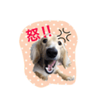 愛犬シンバ（個別スタンプ：4）