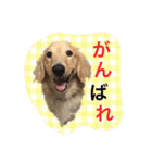 愛犬シンバ（個別スタンプ：5）