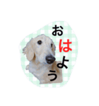 愛犬シンバ（個別スタンプ：6）