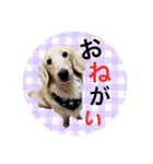 愛犬シンバ（個別スタンプ：7）