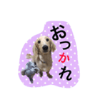 愛犬シンバ（個別スタンプ：8）