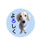 愛犬シンバ（個別スタンプ：10）