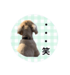 愛犬シンバ（個別スタンプ：12）