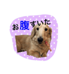 愛犬シンバ（個別スタンプ：16）