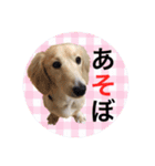 愛犬シンバ（個別スタンプ：17）