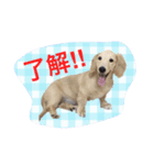 愛犬シンバ（個別スタンプ：18）