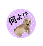 愛犬シンバ（個別スタンプ：21）