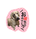 愛犬シンバ（個別スタンプ：22）