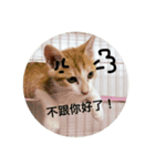 The cat is so handsome！（個別スタンプ：7）