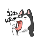 Husky funny（個別スタンプ：10）