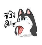 Husky funny（個別スタンプ：18）