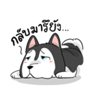 Husky funny（個別スタンプ：19）