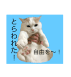 猫だけど（個別スタンプ：1）