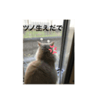 猫だけど（個別スタンプ：8）