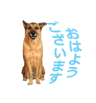 シェパード雑種犬Rookieの毎日（個別スタンプ：1）