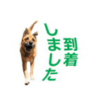 シェパード雑種犬Rookieの毎日（個別スタンプ：7）